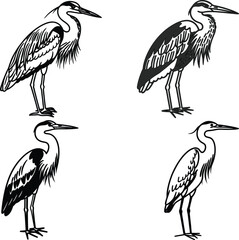 Heron bird bundle line art and illustrator eps