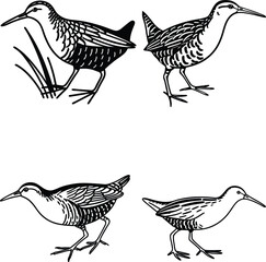 Water rail bird bundle line art and illustrator eps