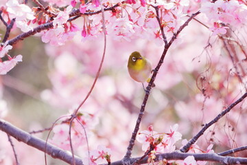 満開の河津桜にとまるメジロ