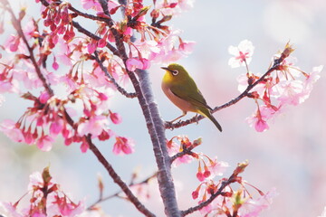満開の河津桜にとまるメジロ