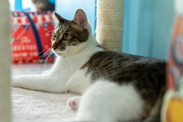 愛しき猫たち（My beloved cats）