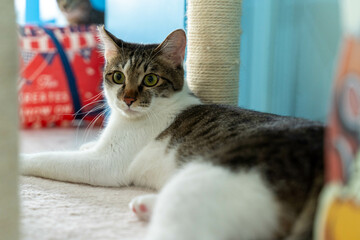 愛しき猫たち（My beloved cats）