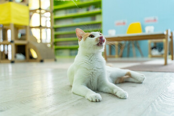 愛しき猫たち（My beloved cats）