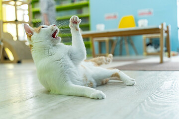 愛しき猫たち（My beloved cats）