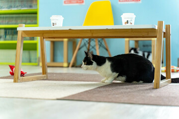 愛しき猫たち（My beloved cats）