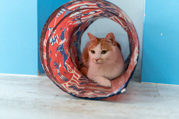 愛しき猫たち（My beloved cats）