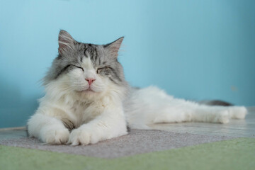 愛しき猫たち（My beloved cats）