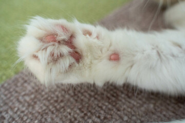 愛しき猫たち（My beloved cats）