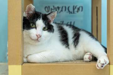 愛しき猫たち（My beloved cats）