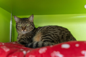 愛しき猫たち（My beloved cats）