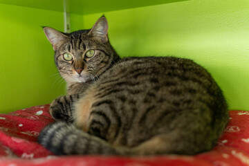 愛しき猫たち（My beloved cats）