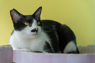 愛しき猫たち（My beloved cats）