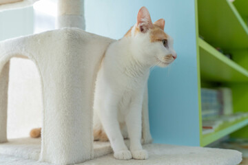 愛しき猫たち（My beloved cats）