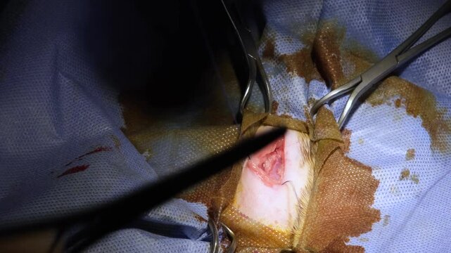 Spay and neuter surgery on a female cat in the operating room of a veterinary clinic