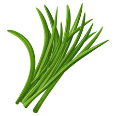 Obraz premium Culinary chives herb leaf illustration plant ingredient vector