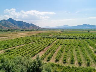 Naklejka premium Orchard valley landscape, mountain backdrop, sunny day, agriculture.