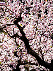 Almond trees in blossom in the Vall of L´Aguart