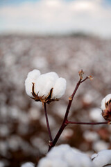 Single cotton boll on a branch in a vast cotton field under the sky
