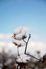Cotton boll on a branch with a blurred field and clear blue sky