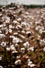 Cotton plants with fluffy bolls in a sunlit field