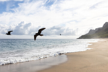 Birds Fly Above the Beach of Kauai