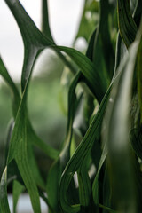 Close-up of twisted green tropical leaves in natural light