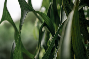 Close-up of twisted green tropical leaves in natural light