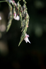 Delicate white and purple orchids in lush tropical surroundings