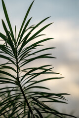 Silhouette of tropical leaves with blurred sky background