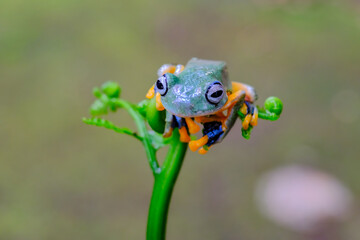 Tree frog on leaf, Gliding frog (Rhacophorus reinwardtii)