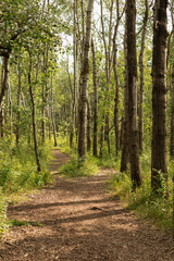 Wood chip trail through the summer forest