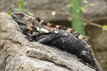 Black iguana satanding over rocks at mexican beach in Cancun
