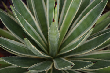 Close-up to Agave cactus plant for Mezcal or Tequila