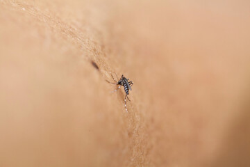 Close-up view of Mosquito sucking blood on skin