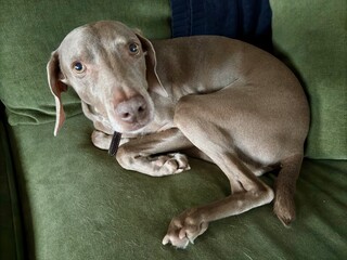 Gray brown Weimaraner curled up on a green couch looking anxious
