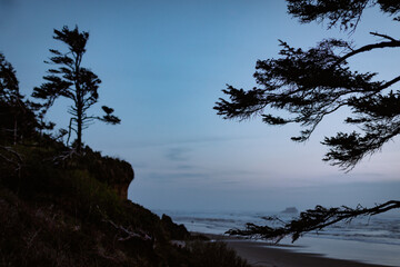 Silhouetted coastal trees with a tranquil ocean backdrop at twilight