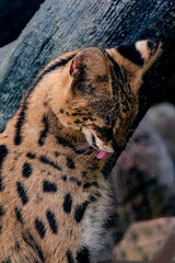 Serval. This small agile predator