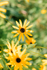 A close-up of a Rudbeckia fulgida in summer bloom.