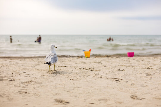 Seagull stands on sandy beach watching families play and swim