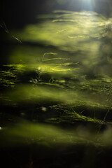 Horsetail in the forest. The plant is green in color.