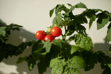 Home tomatoes. Home garden. Useful fruits.