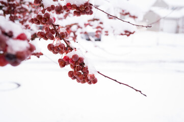 Snow-covered red berries on a branch in a serene winter setting