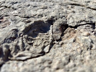 Closeup on Brachiopod fossil embedded in textured rock surface © Cavan