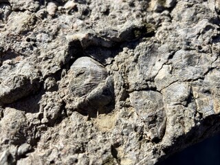 Brachiopod fossil embedded in textured rock under natural light