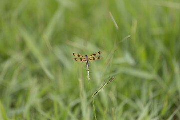 Dragonfly Hovering on centipedegrass with grassy field