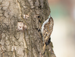 Eurasian treecreeper, Certhia familiaris. The bird searches for prey in the bark of trees