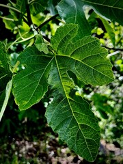 green leaves on a tree