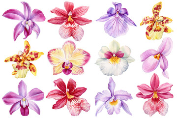 Orchid watercolor set exotic flowers isolated background. Tropical botanical illustration, creative decorative project