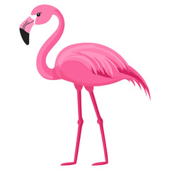 Obraz premium Flamingo illustration bird art vector