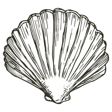 Sea shell seashell black white vector